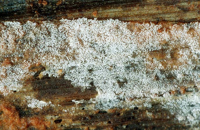 Представитель Семейства Ceratobasidiaceae